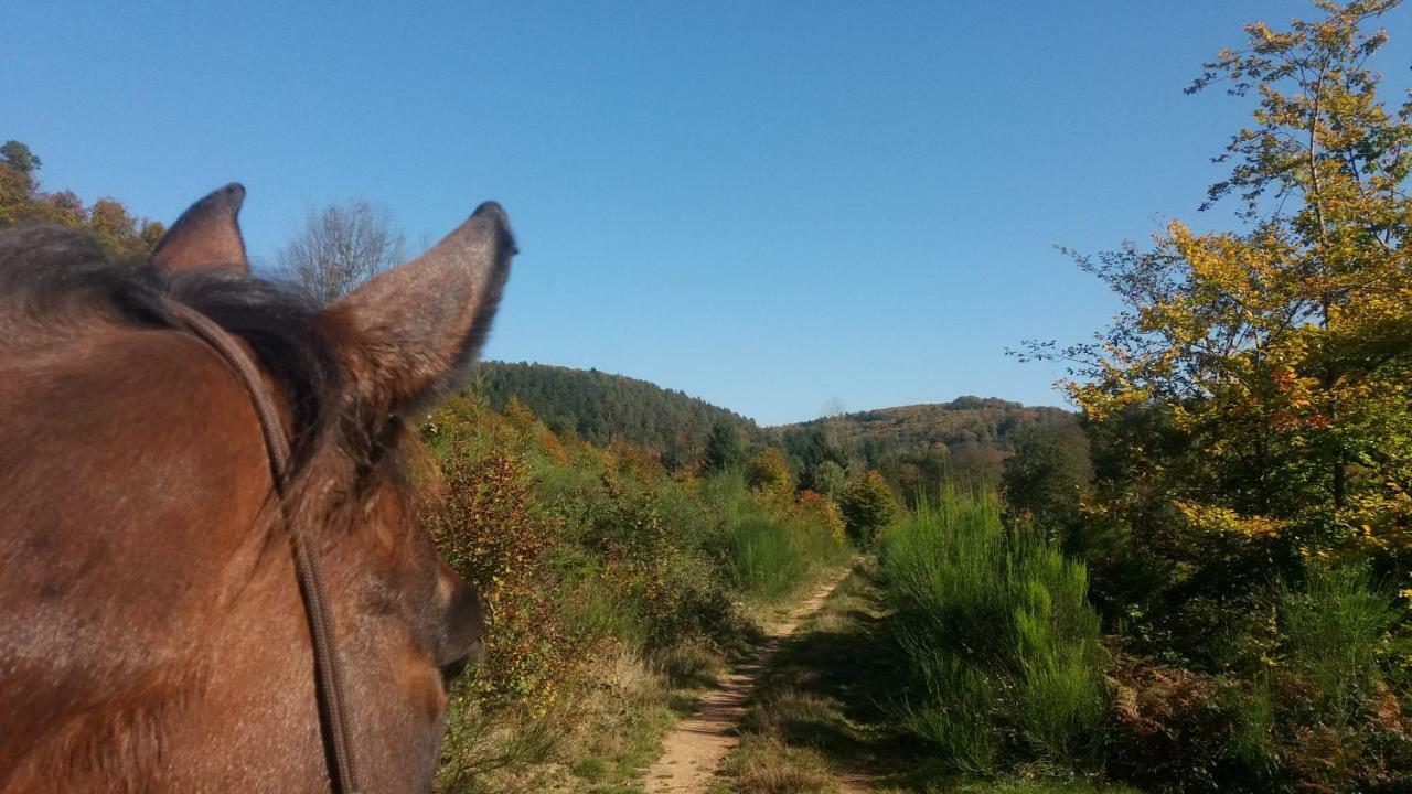 L'Echappee Verte - Gite Equestre 5 Pers Soucht Экстерьер фото